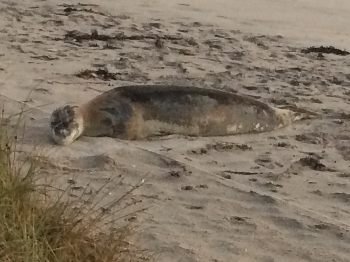 leopard seal 1-50